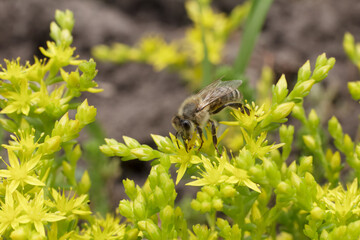 Fototapeta premium Sedum acre Aureum with a bee in the garden.