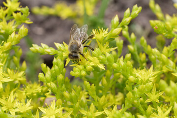 Sedum acre Aureum with a bee in the garden.