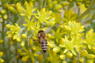 Sedum acre Aureum with a bee in the garden.