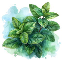 Watercolor illustration of basil leaves