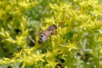 Sedum acre Aureum with a bee in the garden.