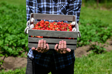 Farmer is standing in a field, holding a wooden crate overflowing with freshly picked, ripe...
