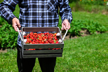 Farmer is standing in a field, holding a wooden crate overflowing with freshly picked, ripe strawberries