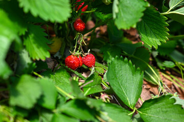 ripe red strawberries hanging on a green leafy plant