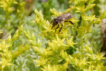 Sedum acre Aureum with a bee in the garden.