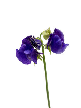 Closeup of flower of Sweet Pea  Lathyrus odoratus 'Heathcliff' isolated on a white background