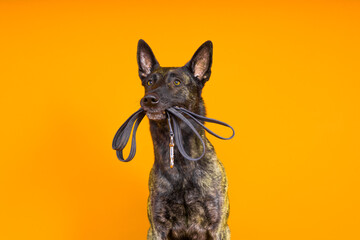 Dutch shepherd dog and leash in the teeth, studio shot