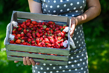 A female farmer holds a wooden crate overflowing with freshly picked, ripe red strawberries in a...
