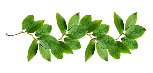 Green leaves in a floral line arrangement isolated on white or transparent background