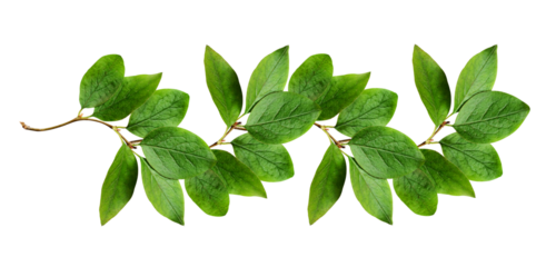Green leaves in a floral line arrangement isolated on white or transparent background