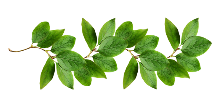 Green leaves in a floral line arrangement isolated on white or transparent background