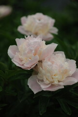 Peonies 