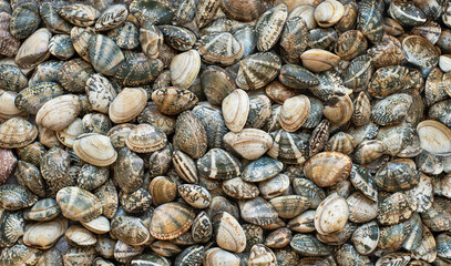 Fresh clams, shellfish, vongole. Food background, top view