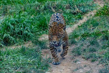 Jaguar en cautiverio en zoo. © Martín Cálix