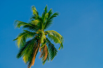 Palm trees against blue sky. Beautiful natural tropical background. 
