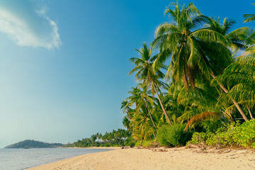 Beautiful tropical island with palm trees and beach panorama. Banner of idyllic tropical beach with white sand, palm tree and turquoise blue ocean. Palm and tropical beach. 