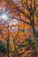 紅葉の木々と太陽の光が差し込む