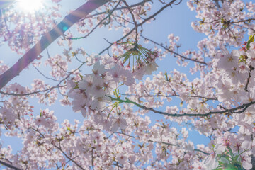 春風に揺れる桜花