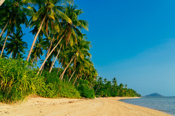 Beautiful tropical island with palm trees and beach panorama. Banner of idyllic tropical beach with white sand, palm tree and turquoise blue ocean. Palm and tropical beach. 