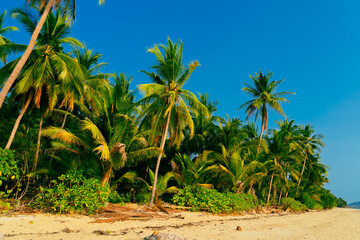 Beautiful tropical island with palm trees and beach panorama. Banner of idyllic tropical beach with white sand, palm tree and turquoise blue ocean. Palm and tropical beach. 