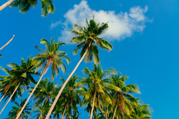 Palm trees against blue sky. Beautiful natural tropical background. 
