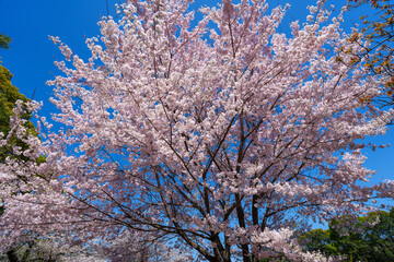 青空に映える満開の桜
