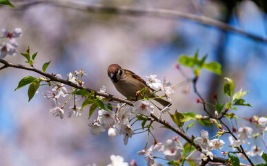 桜の枝にとまるスズメ