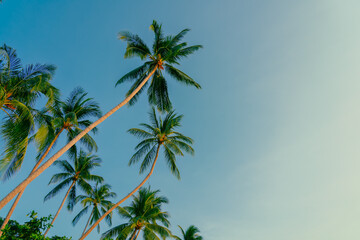 Fototapeta premium Palm trees against blue sky. Beautiful natural tropical background. 