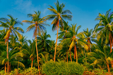 Palm trees against blue sky. Beautiful natural tropical background. 
