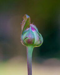 Bud of a poppy