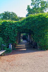 Alley in the park