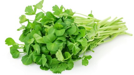 Fototapeta premium Chinese watercress isolated white background