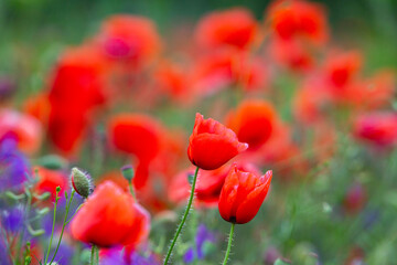 Fototapeta premium Beautiful field of red poppies in the sunset light. Close up of red poppy flower in a field. Flowers background. Beautiful nature. Landscape. Romantic. 