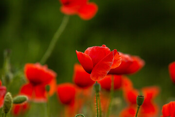 Fototapeta premium Beautiful field of red poppies in the sunset light. Close up of red poppy flower in a field. Flowers background. Beautiful nature. Landscape. Romantic. 