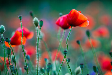 Beautiful field of red poppies in the sunset light. Close up of red poppy flower in a field. Flowers background. Beautiful nature. Landscape. Romantic.
