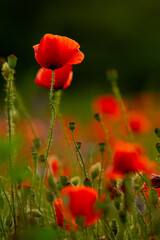 Beautiful field of red poppies in the sunset light. Close up of red poppy flower in a field. Flowers background. Beautiful nature. Landscape. Romantic.
