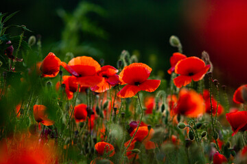 Fototapeta premium Beautiful field of red poppies in the sunset light. Close up of red poppy flower in a field. Flowers background. Beautiful nature. Landscape. Romantic. 