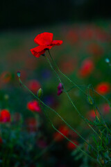 Beautiful field of red poppies in the sunset light. Close up of red poppy flower in a field. Flowers background. Beautiful nature. Landscape. Romantic.
