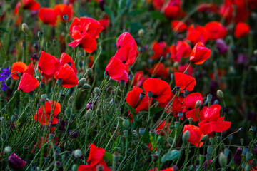 Beautiful field of red poppies in the sunset light. Close up of red poppy flower in a field. Flowers background. Beautiful nature. Landscape. Romantic.
