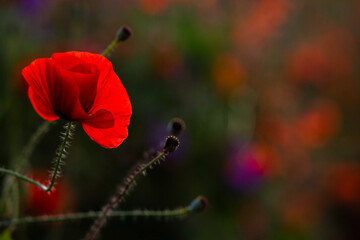 Obraz premium Beautiful field of red poppies in the sunset light. Close up of red poppy flower in a field. Flowers background. Beautiful nature. Landscape. Romantic. 