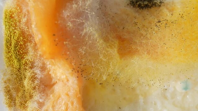The bread's surface is a canvas of fungal artistry, with dark, yellow, and white patches weaving a tapestry of decay, a testament to nature's relentless embrace. Fungus background.
