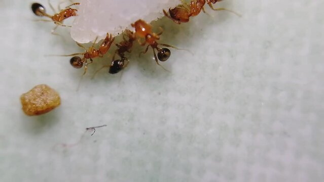 Red fire ants are eating tasty food like cookies, biscuit, wafer etc in the kitchen. Feeding the colonies of ants in the morning as symbol of kindness