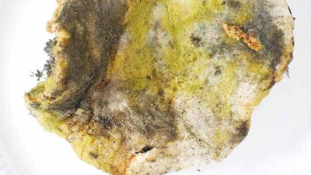 Intricate webs of white mold thread weave across the bread's surface, adorned with clusters of yellow and black fungal spores, nature's delicate artistry reclaiming decay. Fungal background.
