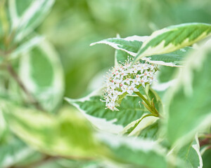 ギンフミズキの花 / Flower of Cornus alba 'Elegantissima'