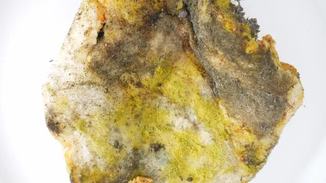 The bread, once a symbol of sustenance, now hosts a flourishing community of mold and fungus, its surface adorned with a mosaic of green, yellow, and black patches. Fungus background.