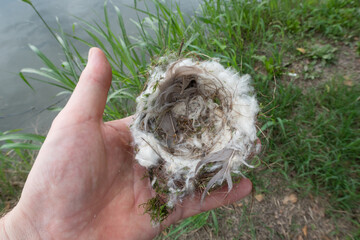 Fototapeta premium Nest