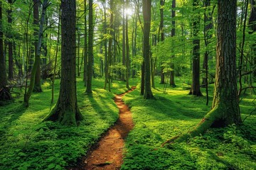Beautiful lush green forest with a winding path leading through the trees, illuminated by sunlight streaming through the canopy.