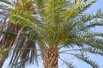 palm dates tree in the wind