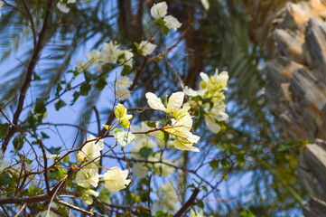 Close up of white bougainvillea blooming tree, flower plant blue sky background