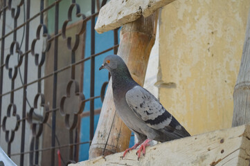 pigeon in the city, black street bird on wall
